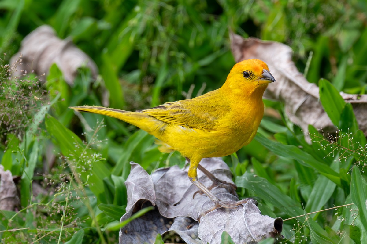 Saffron Finch - ML638275391