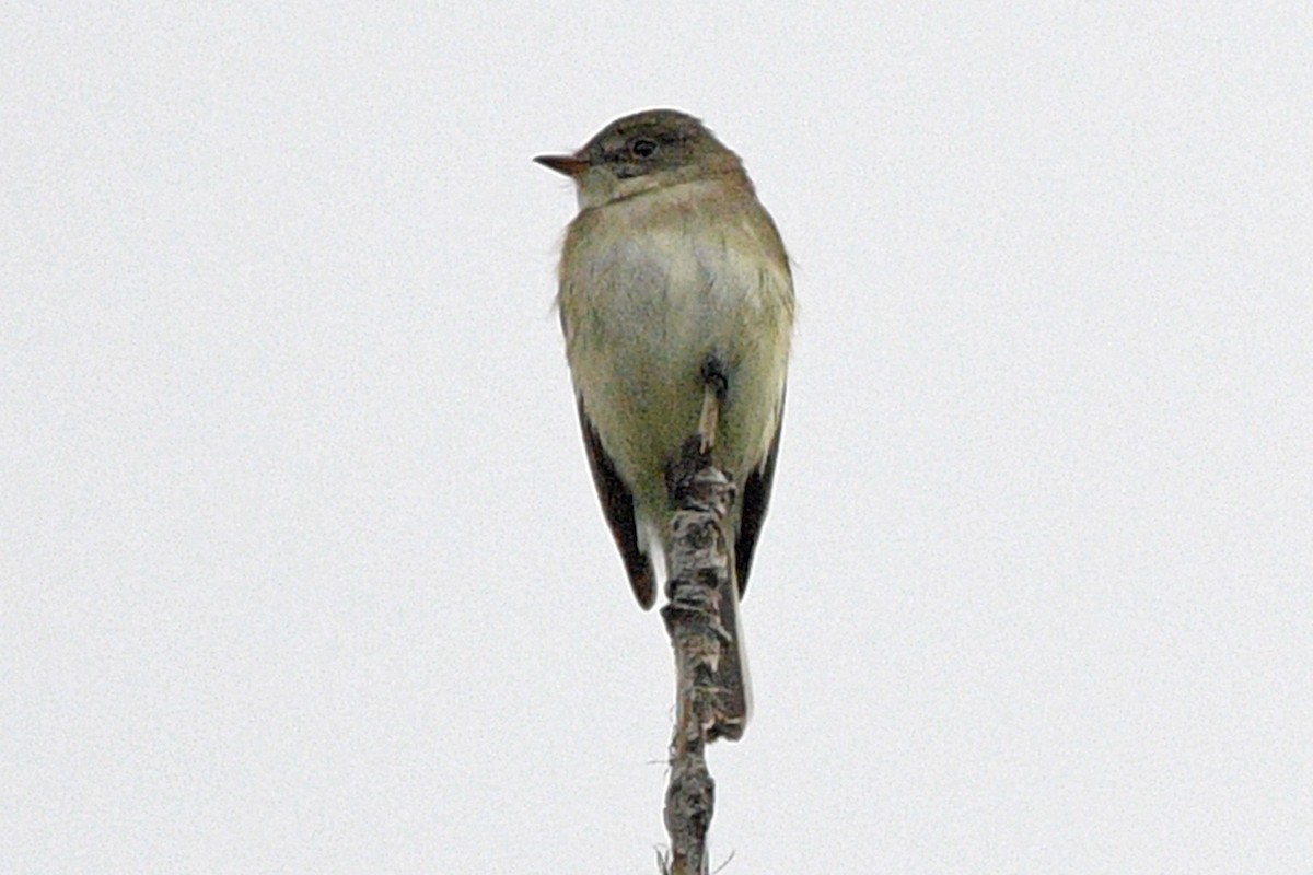 Alder Flycatcher - ML638275399
