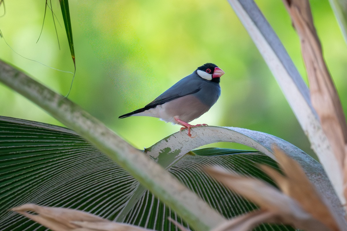 Java Sparrow - ML638275404
