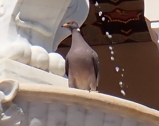 Band-tailed Pigeon - ML638275405