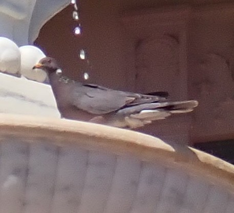Band-tailed Pigeon - ML638275406