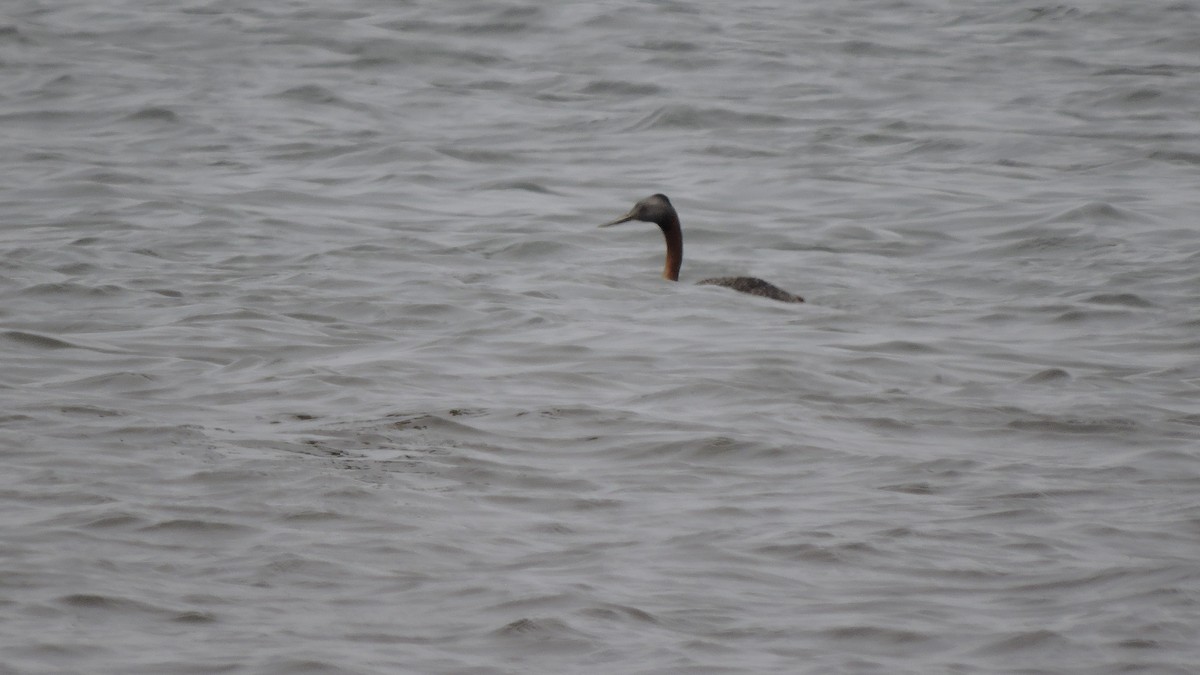Great Grebe - ML638275414
