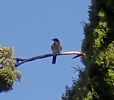 California Scrub-Jay - ML638275424