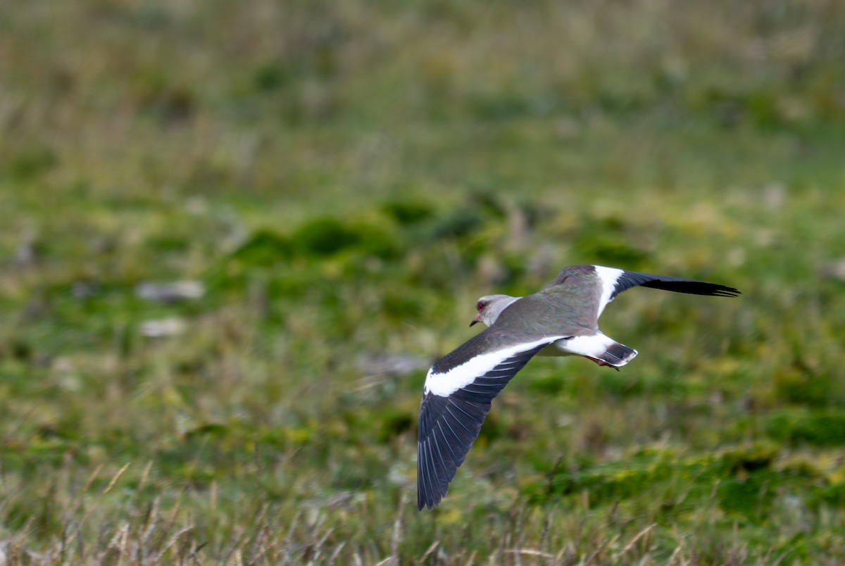 Andean Lapwing - ML638275437