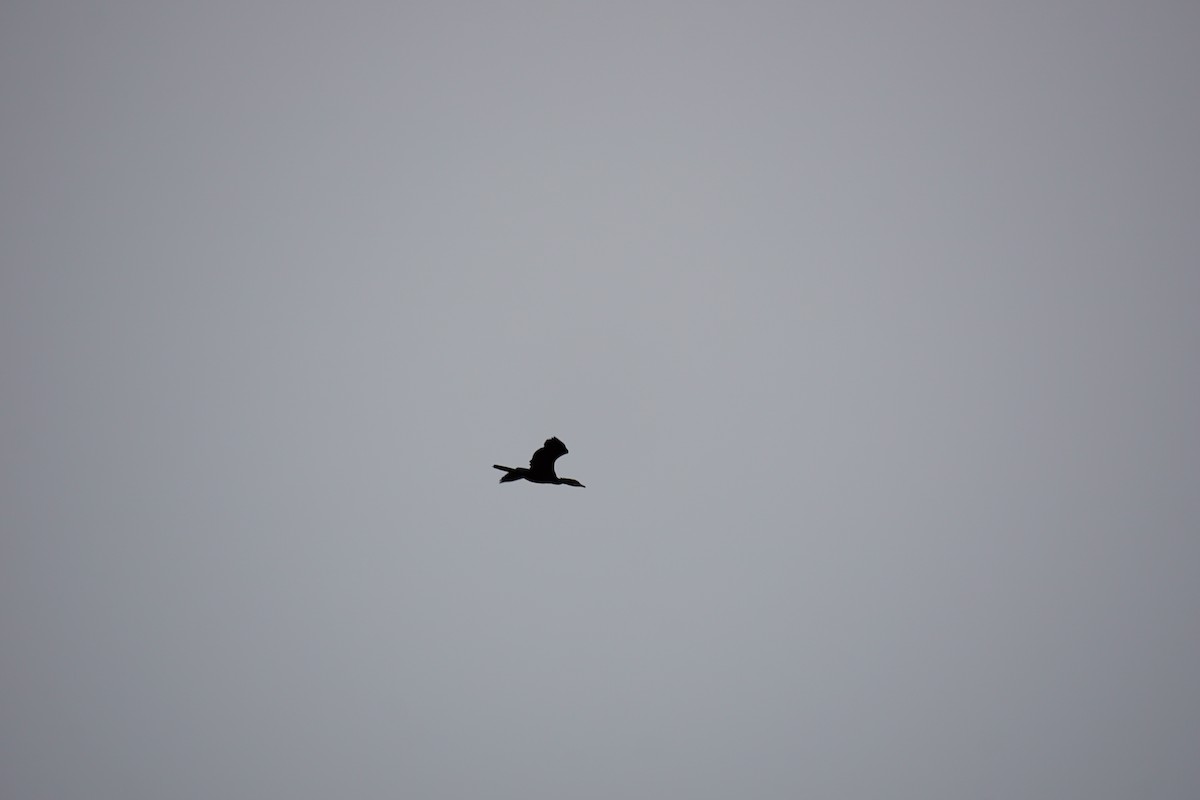 Little Cormorant - ML638275454