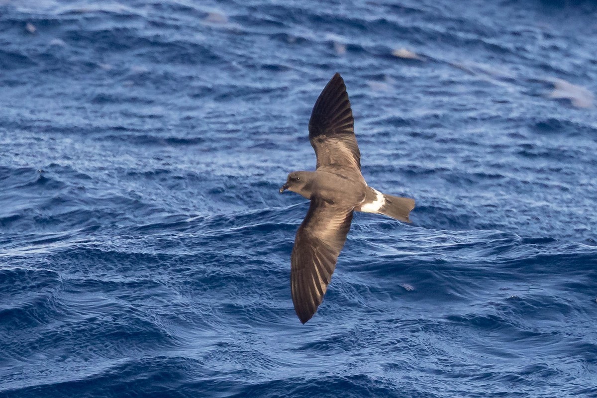 Band-rumped Storm-Petrel - ML638275469