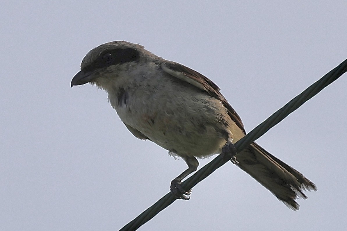 Loggerhead Shrike - ML638275481