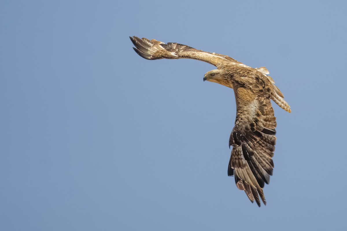 Long-legged Buzzard - ML638275491