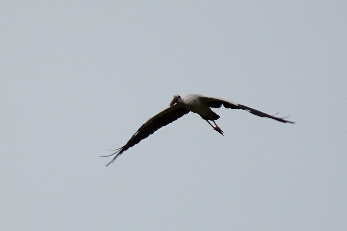 Asian Openbill - ML638275497