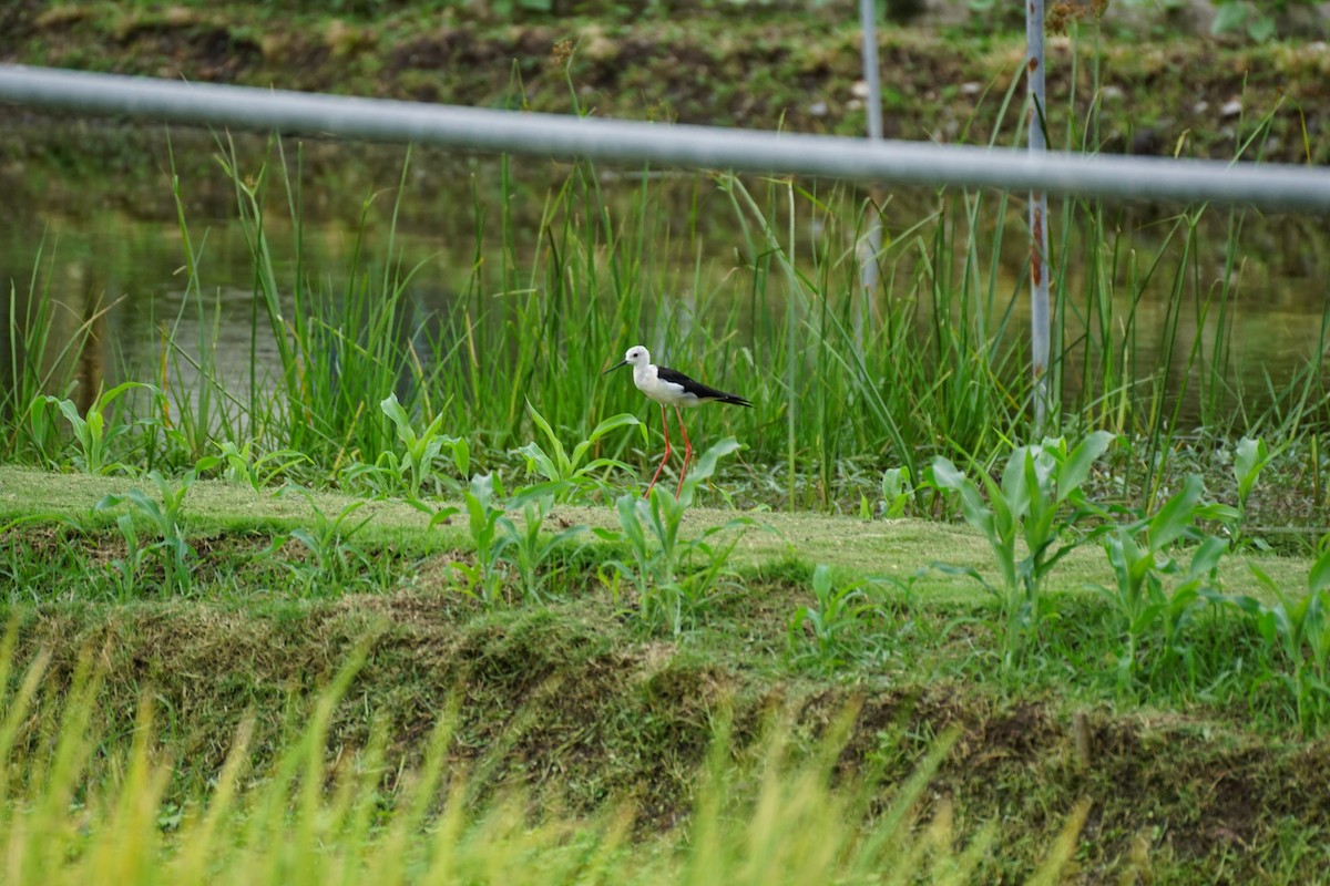 Black-winged Stilt - ML638275508