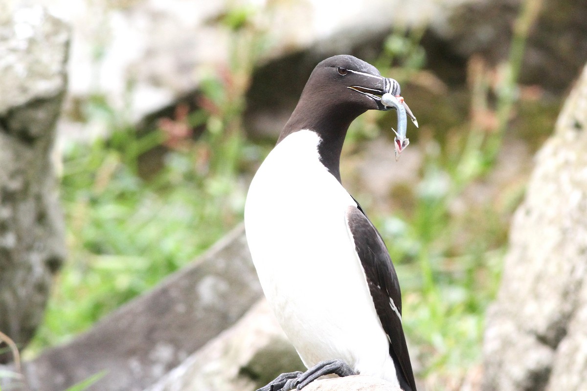 Razorbill - ML638275513