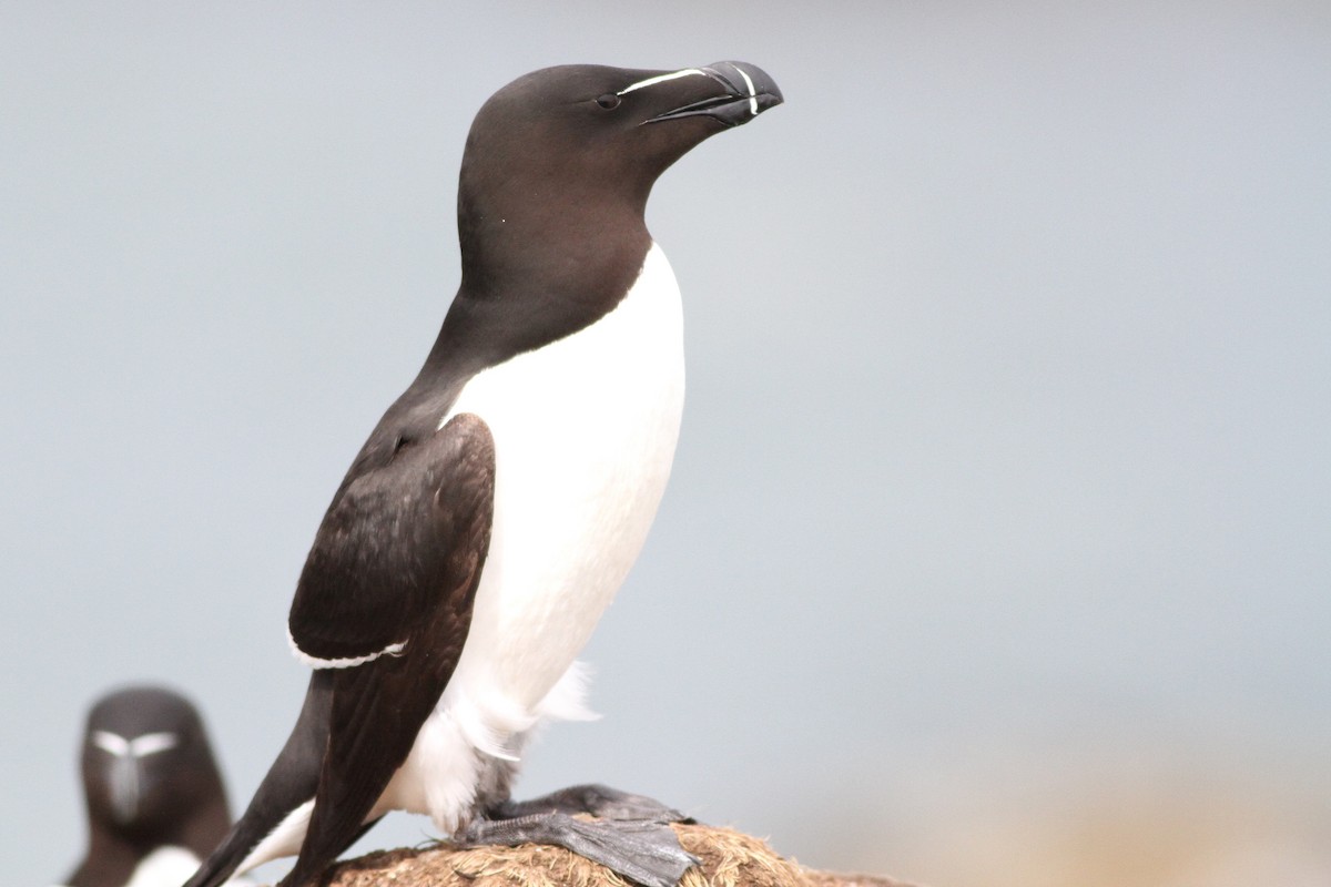 Razorbill - ML638275515