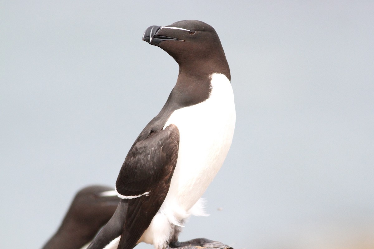 Razorbill - ML638275517