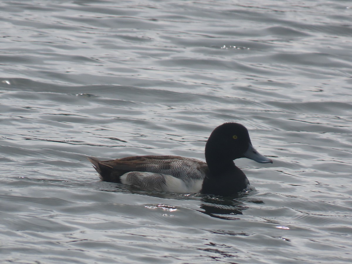Greater Scaup - ML638275524