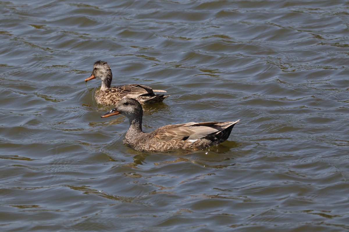 Gadwall - ML638275576