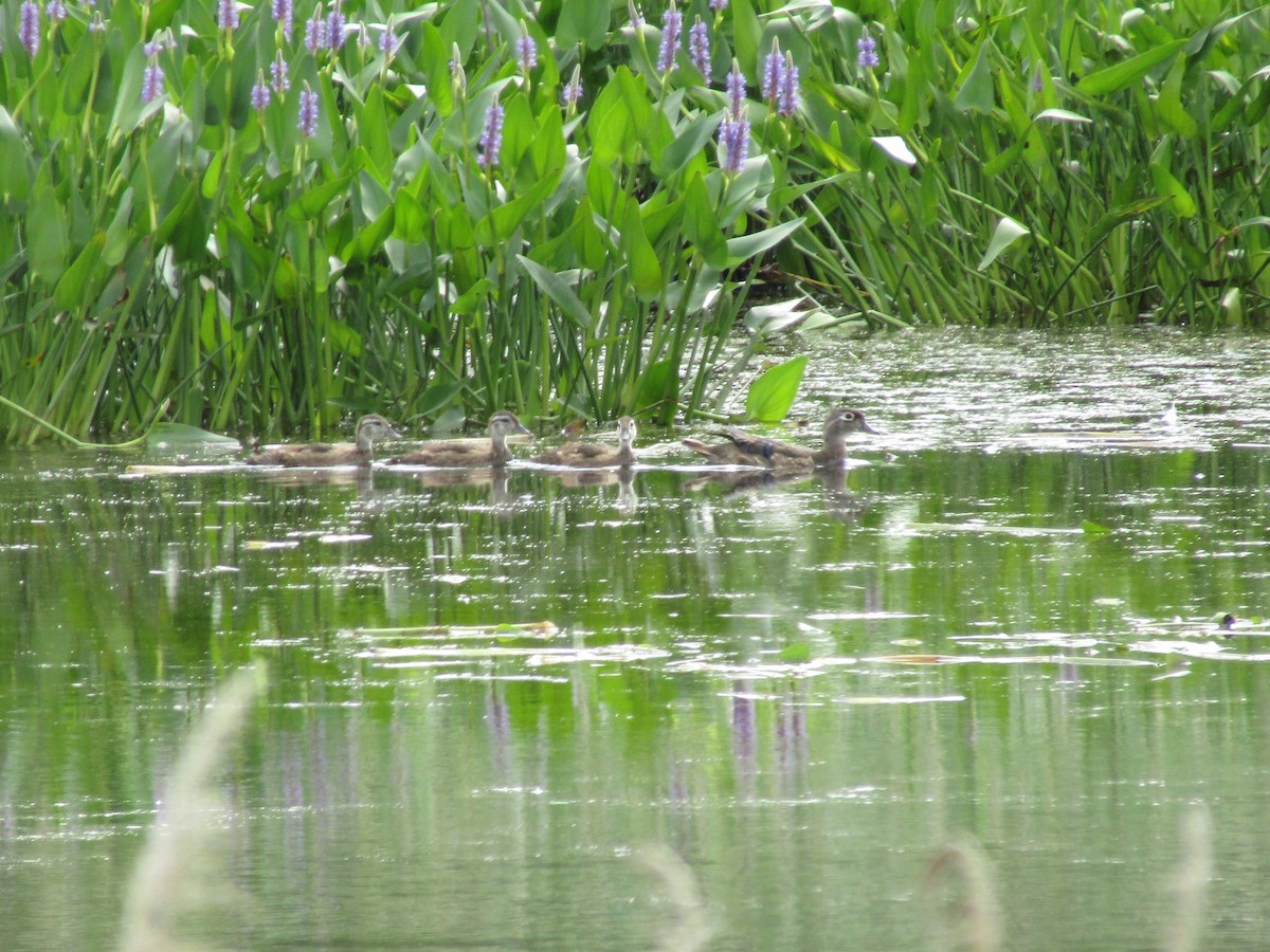 Wood Duck - ML638275590