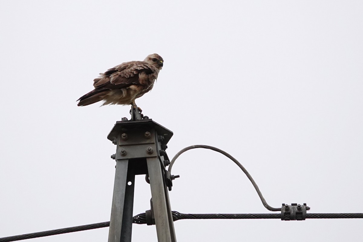 Long-legged Buzzard (Atlas) - ML638275599
