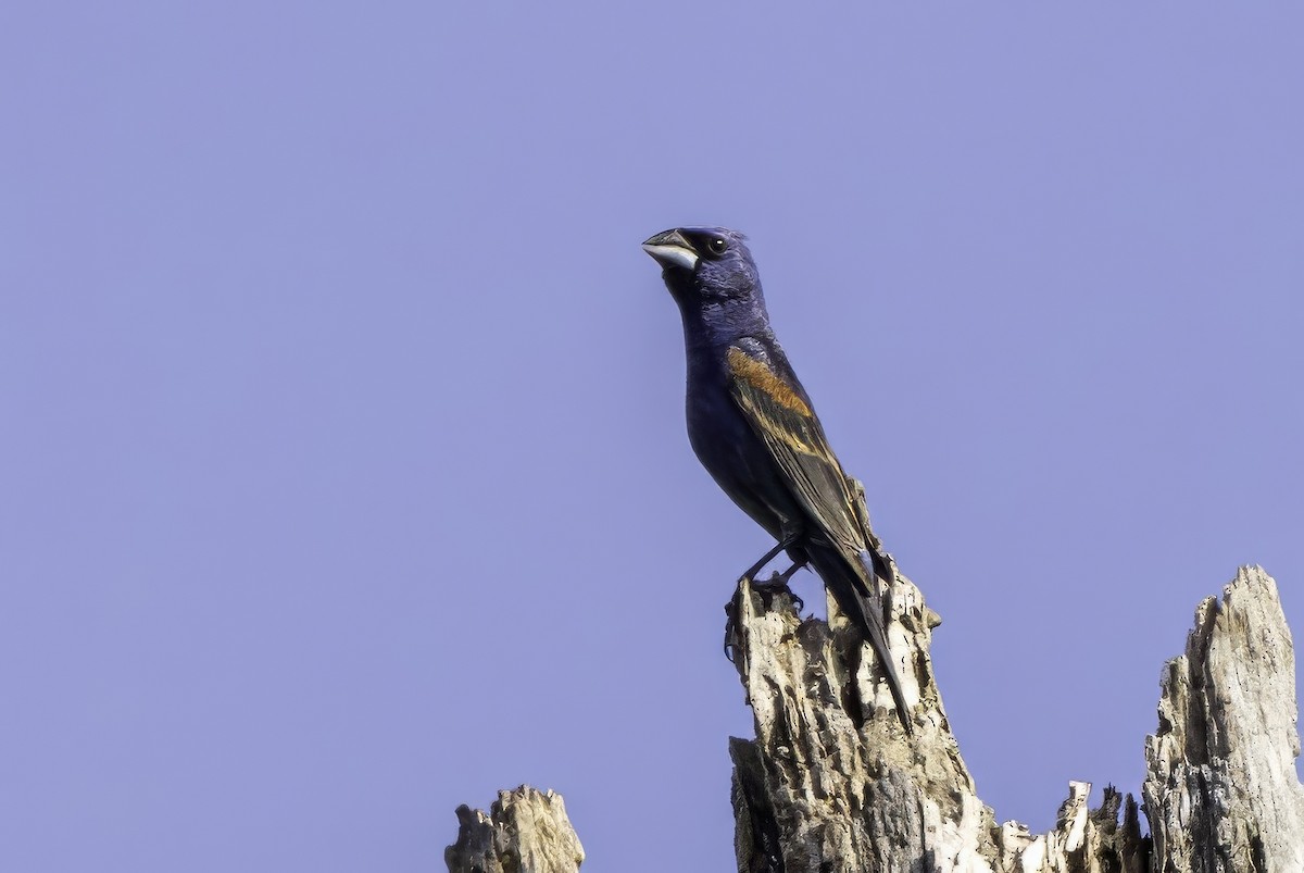 Blue Grosbeak - ML638275602