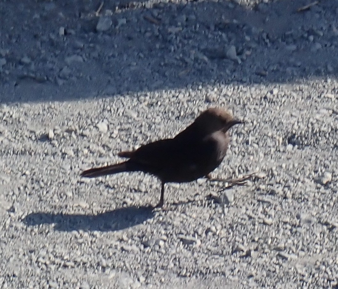 Brewer's Blackbird - ML638275603