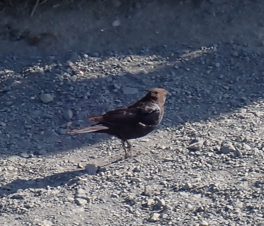 Brewer's Blackbird - ML638275605