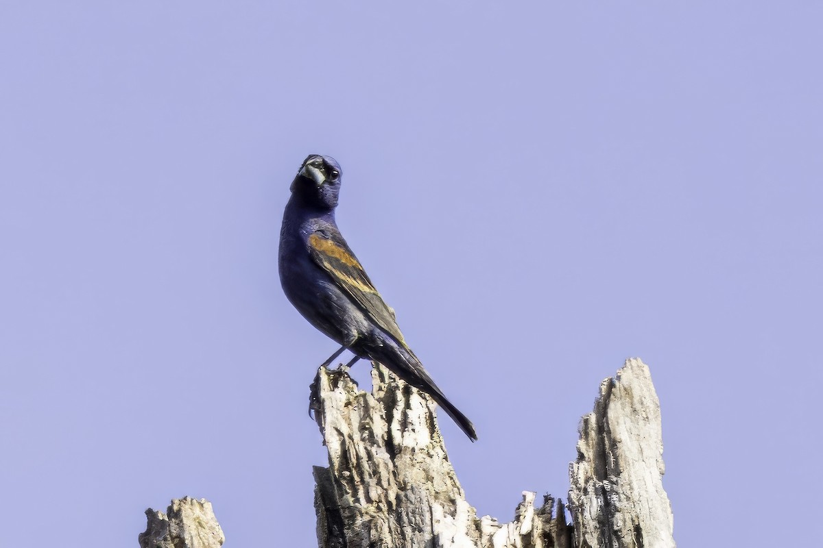 Blue Grosbeak - ML638275606