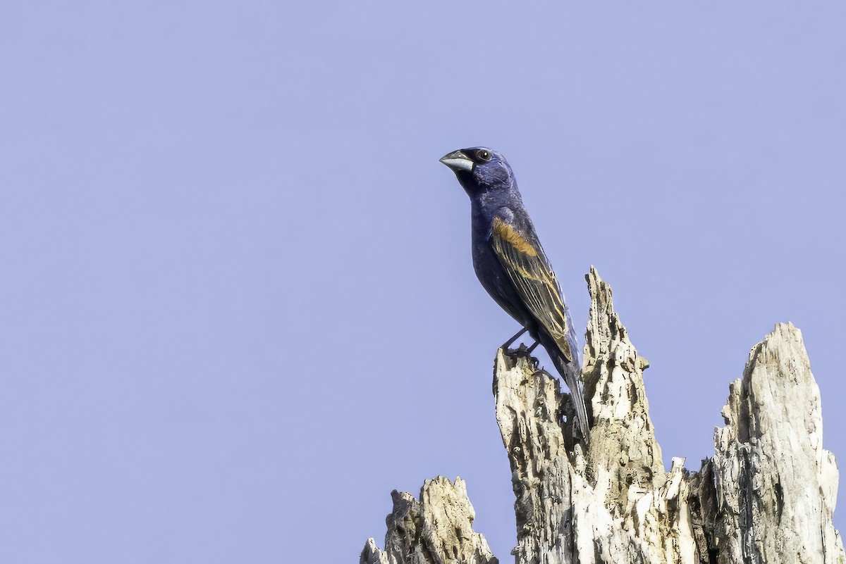 Blue Grosbeak - ML638275612