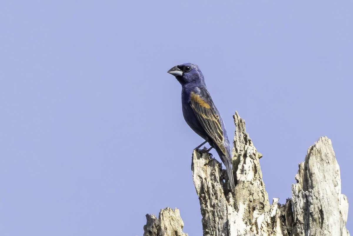 Blue Grosbeak - ML638275617