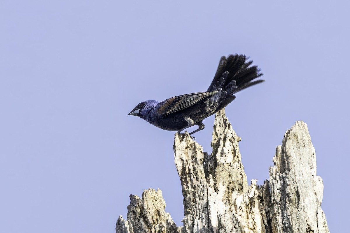 Blue Grosbeak - ML638275621