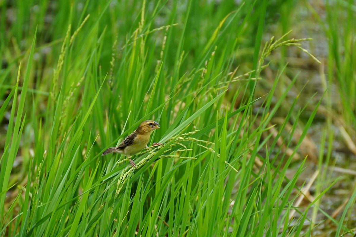 Asian Golden Weaver - ML638275650