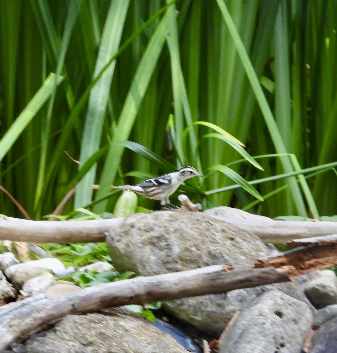 Black-and-white Warbler - ML638275651