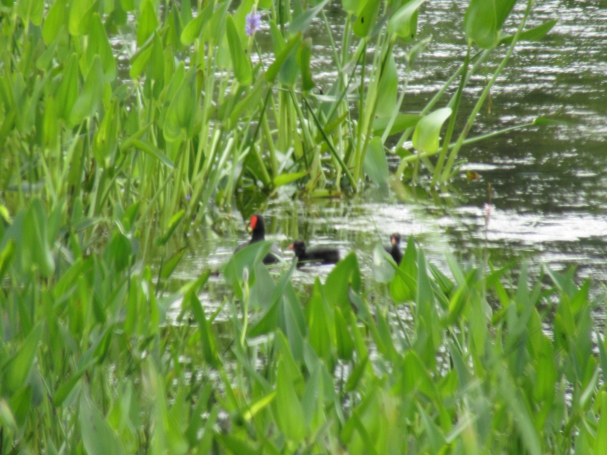 Common Gallinule - ML638275663