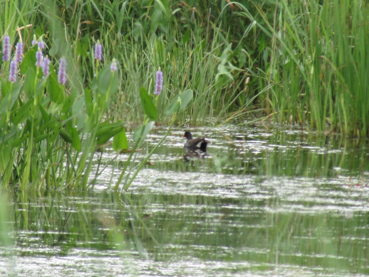 Common Gallinule - ML638275665