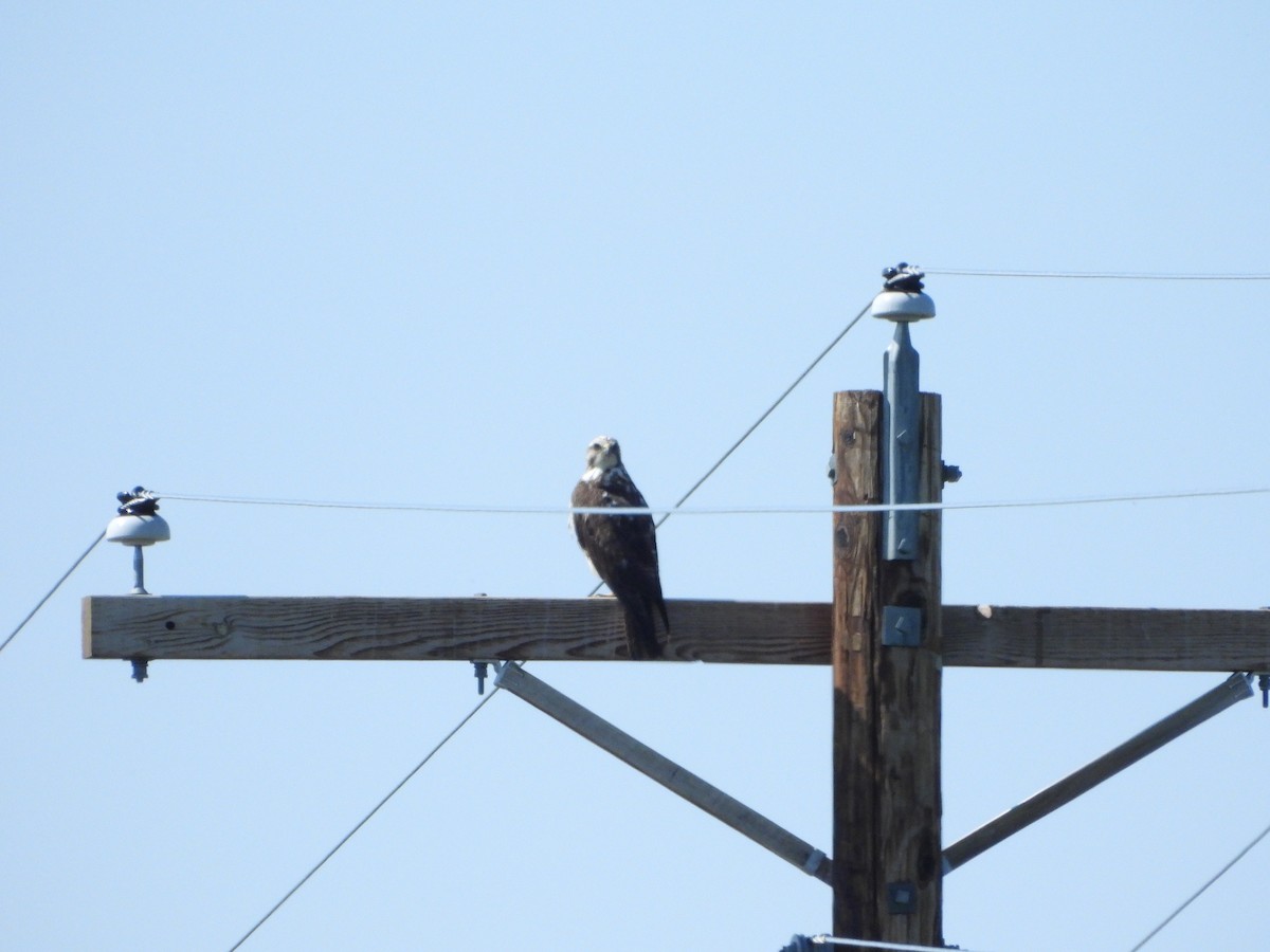 Swainson's Hawk - ML638275667