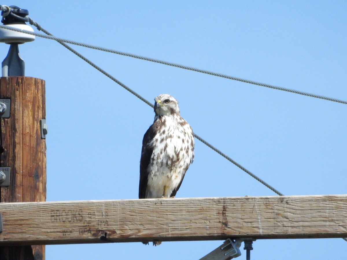 Swainson's Hawk - ML638275670