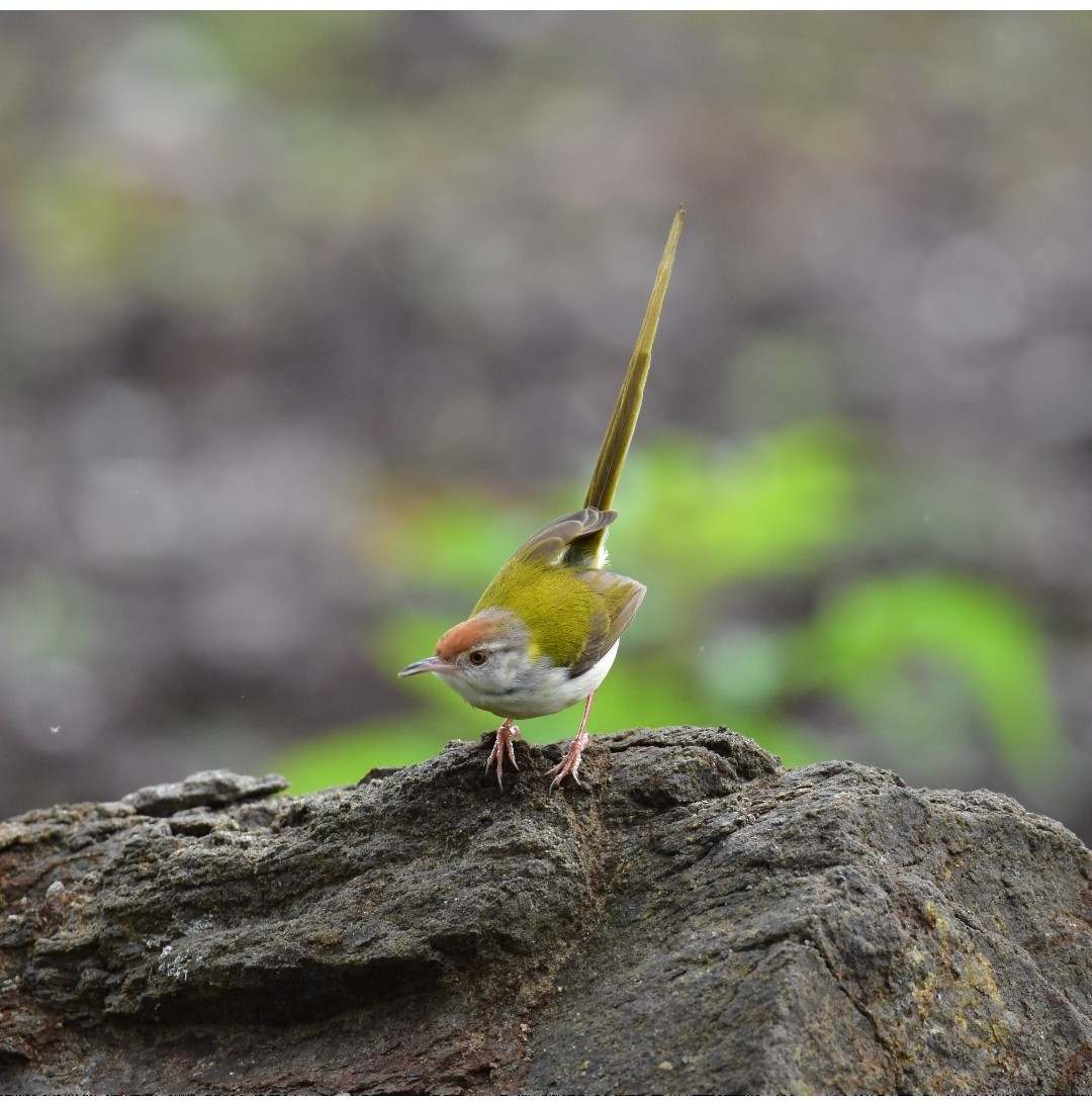 Common Tailorbird - ML638275679