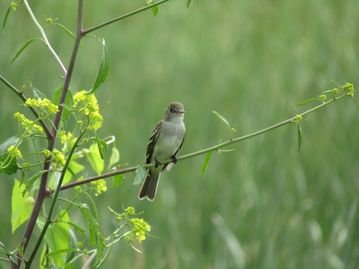 Willow Flycatcher - ML638275682