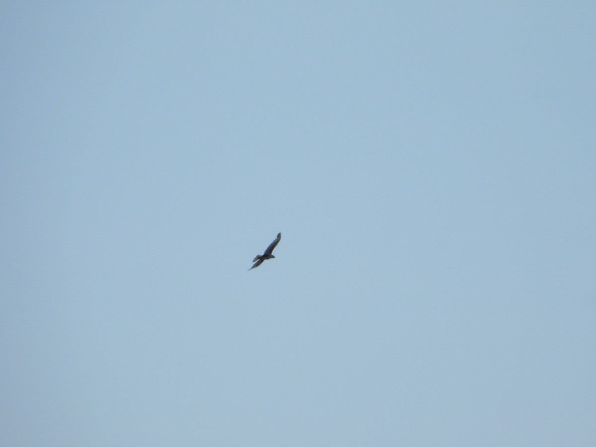 Ferruginous Hawk - ML638275690