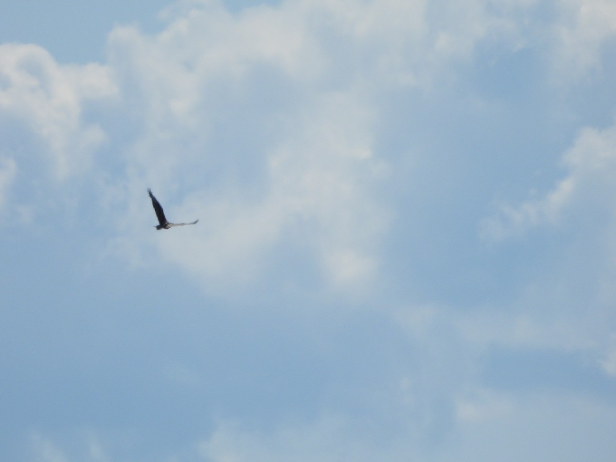 Ferruginous Hawk - ML638275691