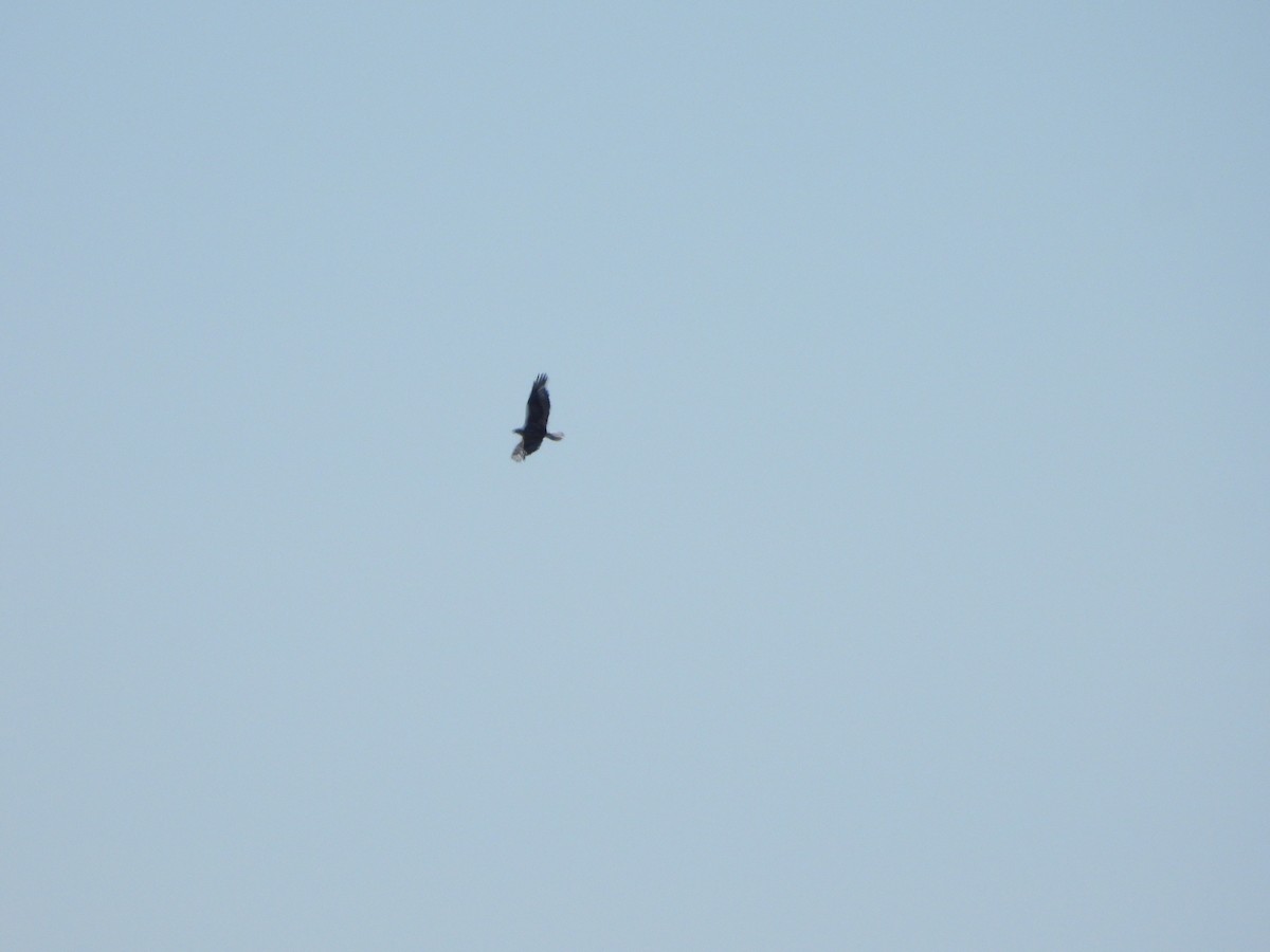 Ferruginous Hawk - ML638275692