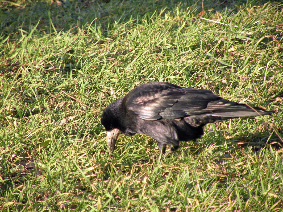 Rook - ML638275708