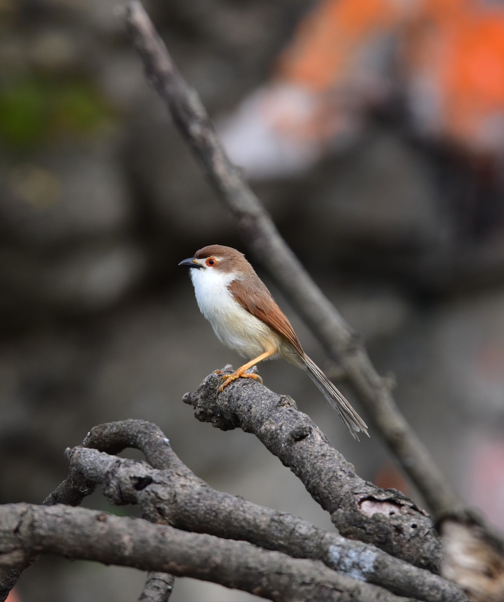 Yellow-eyed Babbler - ML638275713