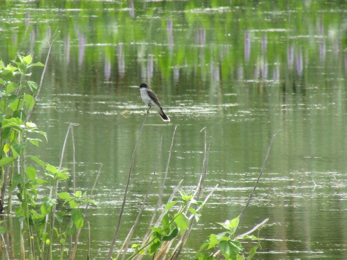 Eastern Kingbird - ML638275716