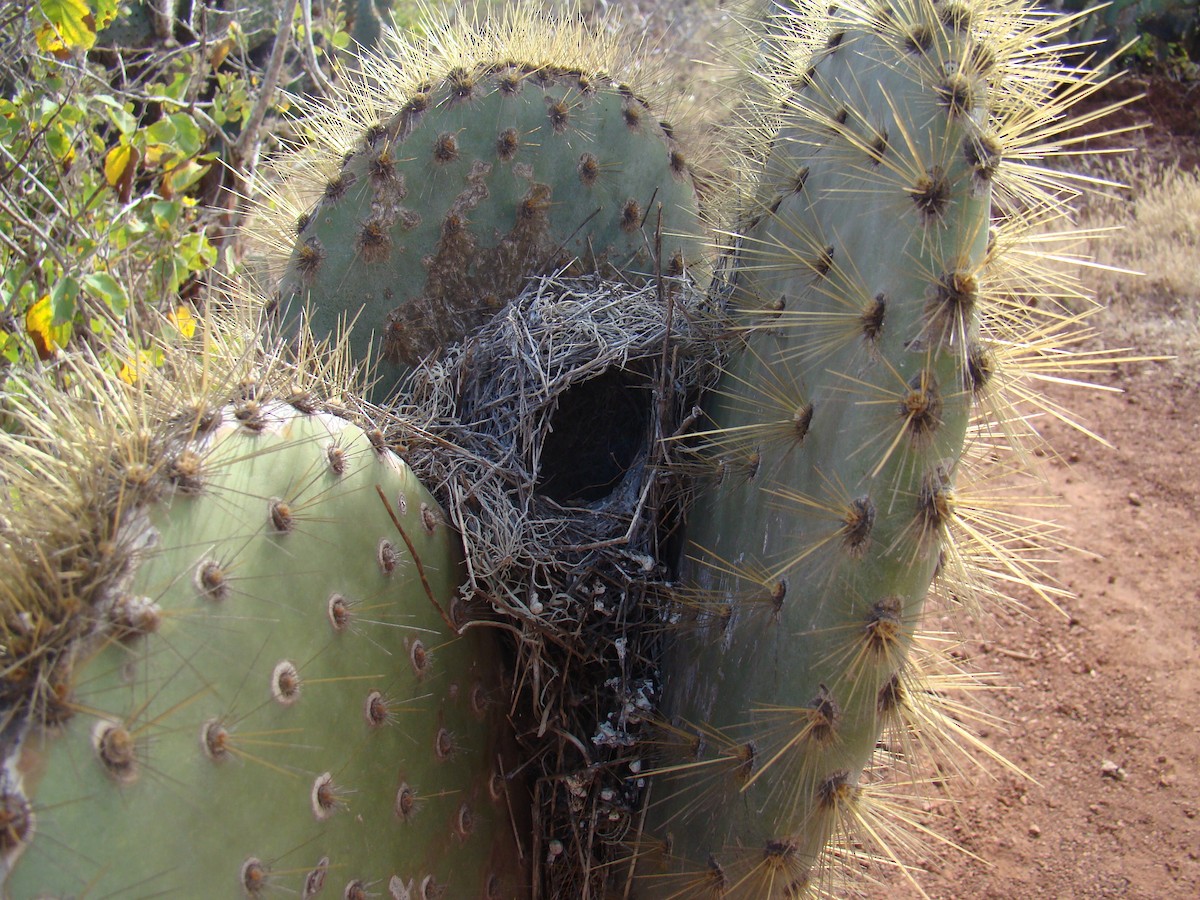 Common Cactus-Finch - ML638275720