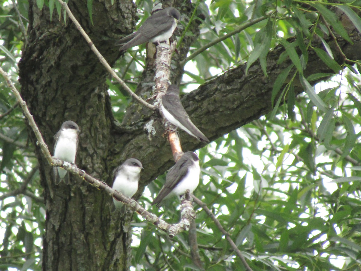Tree Swallow - ML638275732