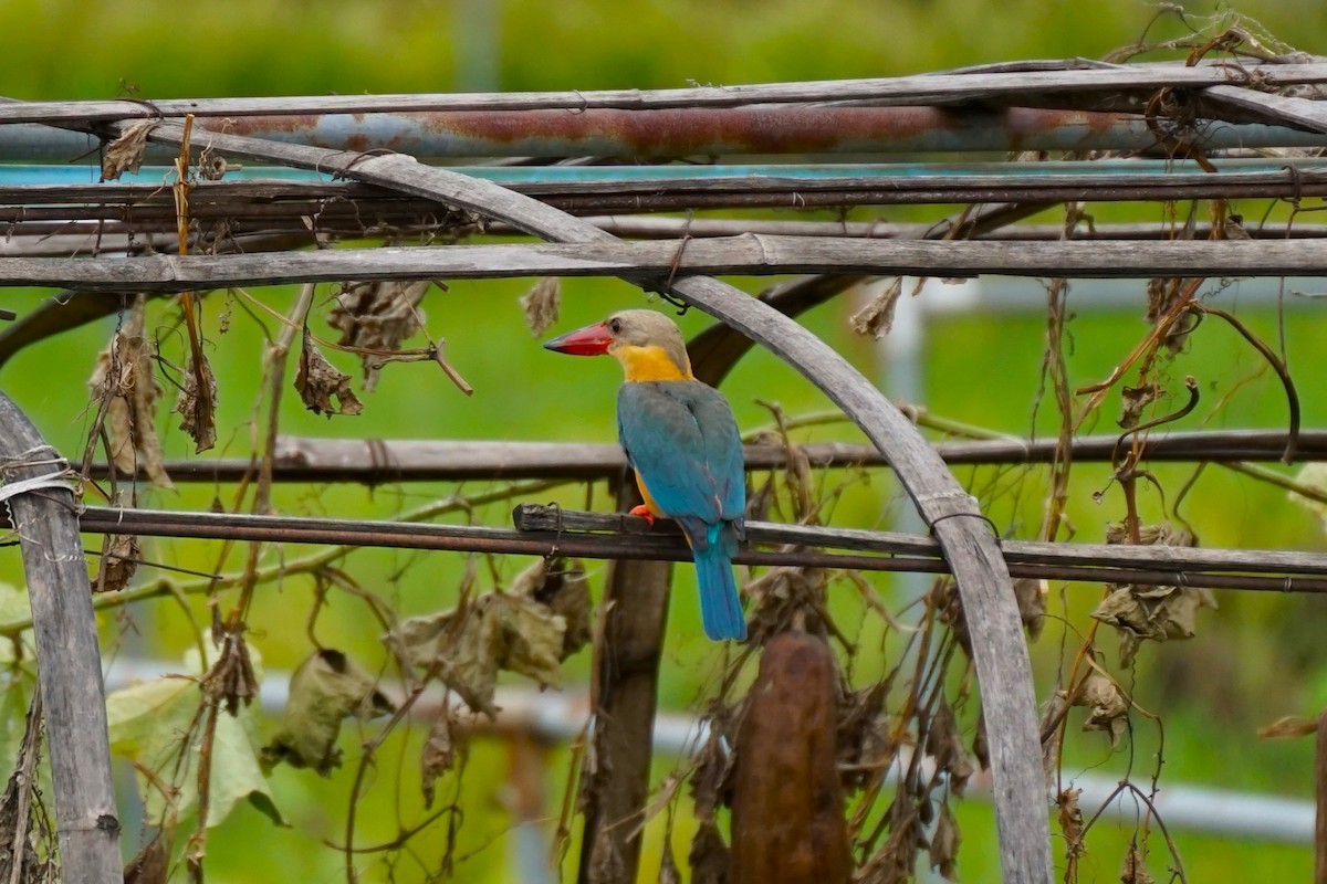 Stork-billed Kingfisher - ML638275745