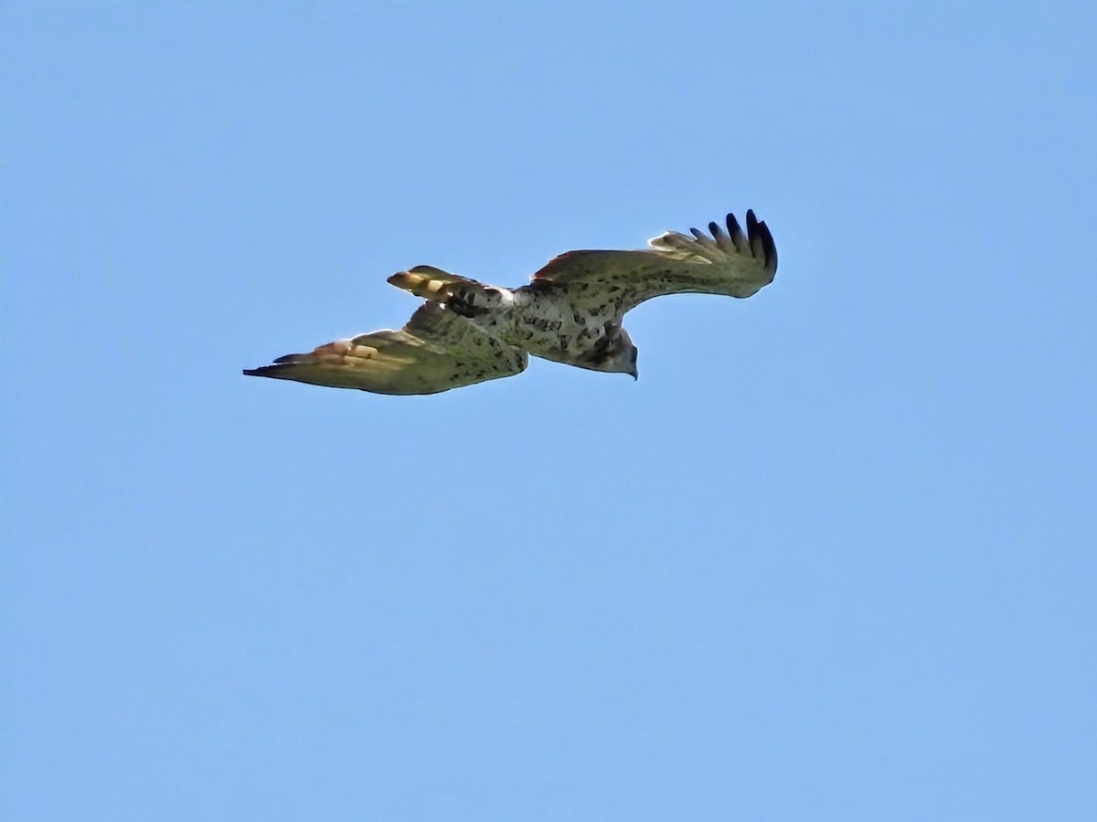 Short-toed Snake-Eagle - ML638275746