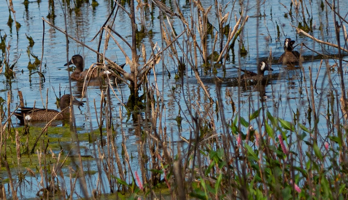 Blue-winged Teal - ML638275747