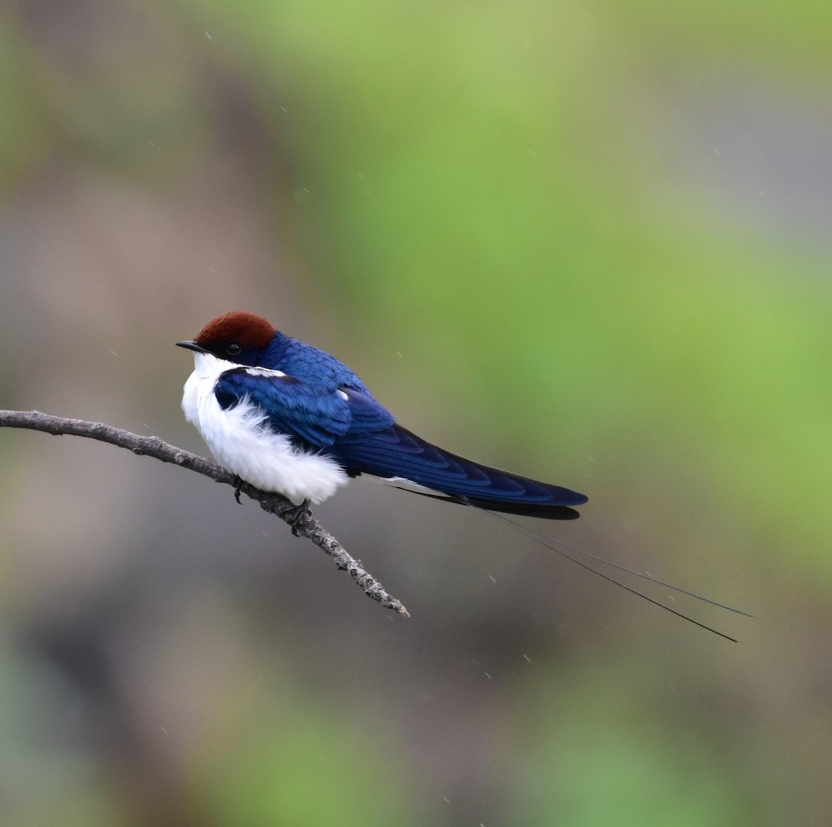 swallow sp. - ML638275748