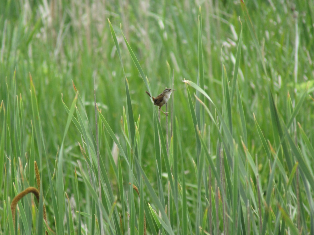 Marsh Wren - ML638275749