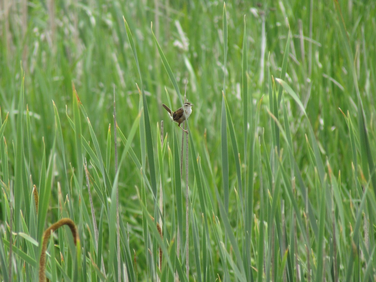 Marsh Wren - ML638275750